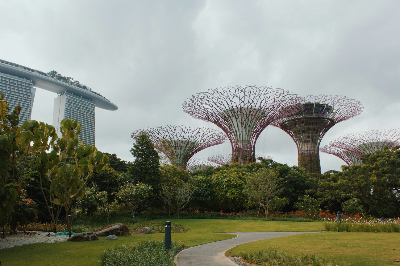 Green Space in SG : Bukit Timah Nature Reserve showcasing lush rainforest biodiversity