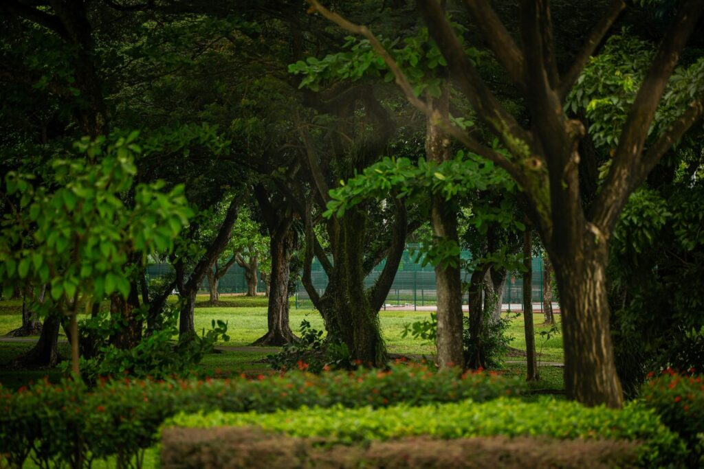 Green Space in SG : Walking trail shaded by trees in a Singapore nature reserve