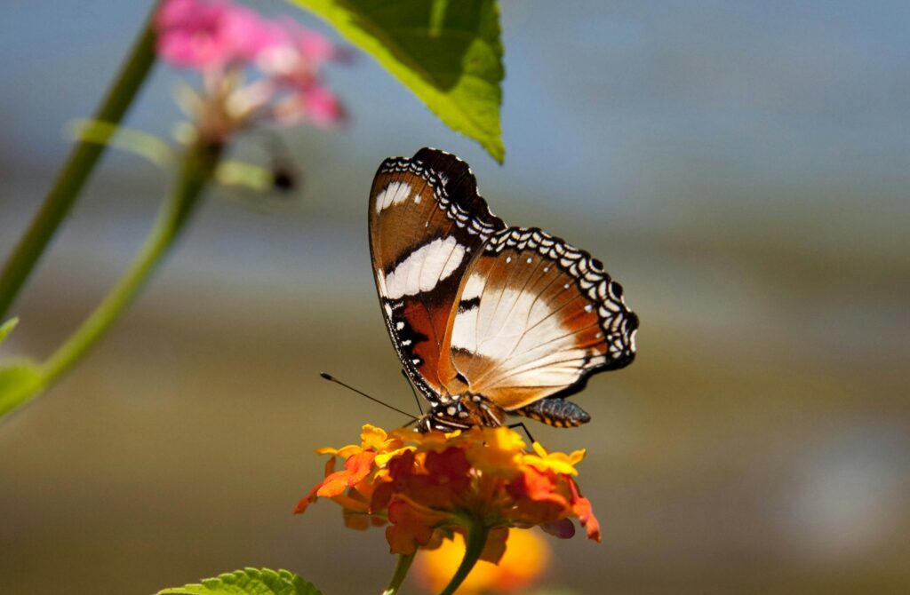 Best Park in SG: Butterflies dancing among bright flowers at the Singapore Botanic Gardens.