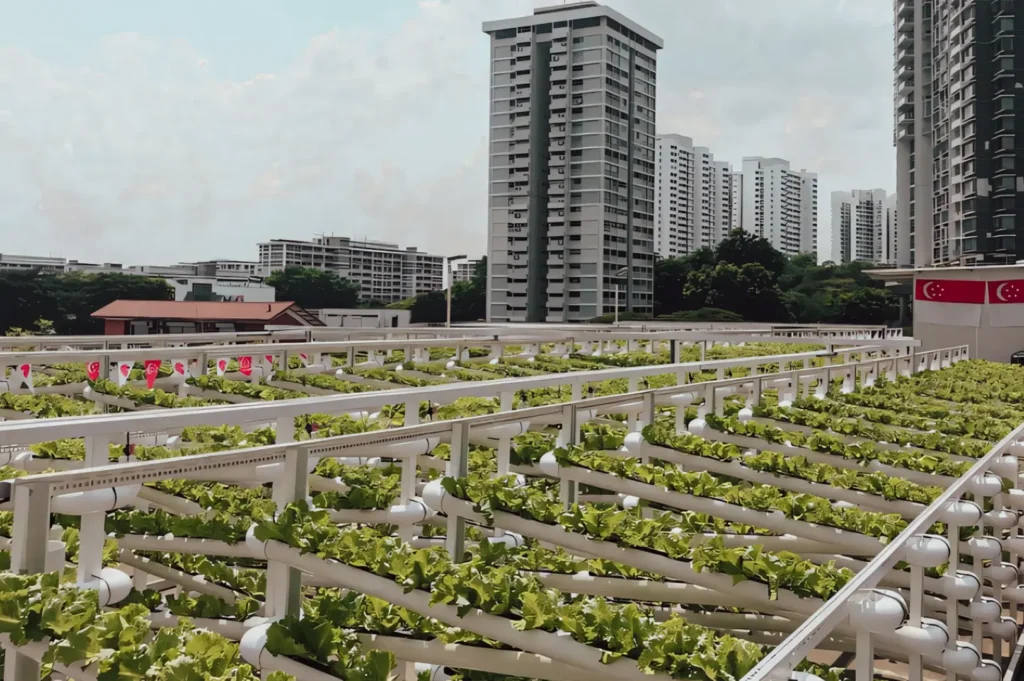 Hydroponic rooftop farm in Singapore with neatly arranged rows of green lettuce plants against a modern city skyline.