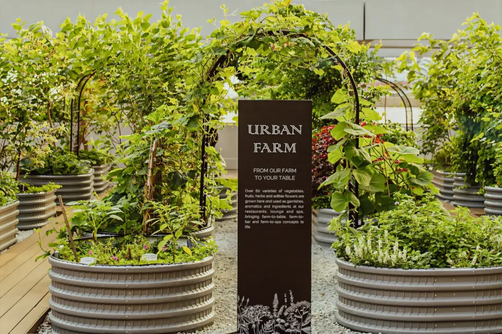 Urban farm in Singapore with lush vegetable plants grown in circular raised planters, showcasing sustainable city farming and local food production.