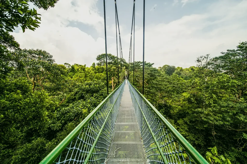 Eye-level centered perspective shot of a treetop walk suspension bridge extending above dense tropical rainforest canopy, with metal walkway and cables leading into lush green forest.