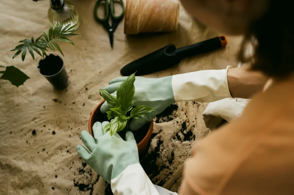 Overhead close-up shot of gloved hands planting a small green seedling in a pot, with gardening tools and soil visible on a work surface.