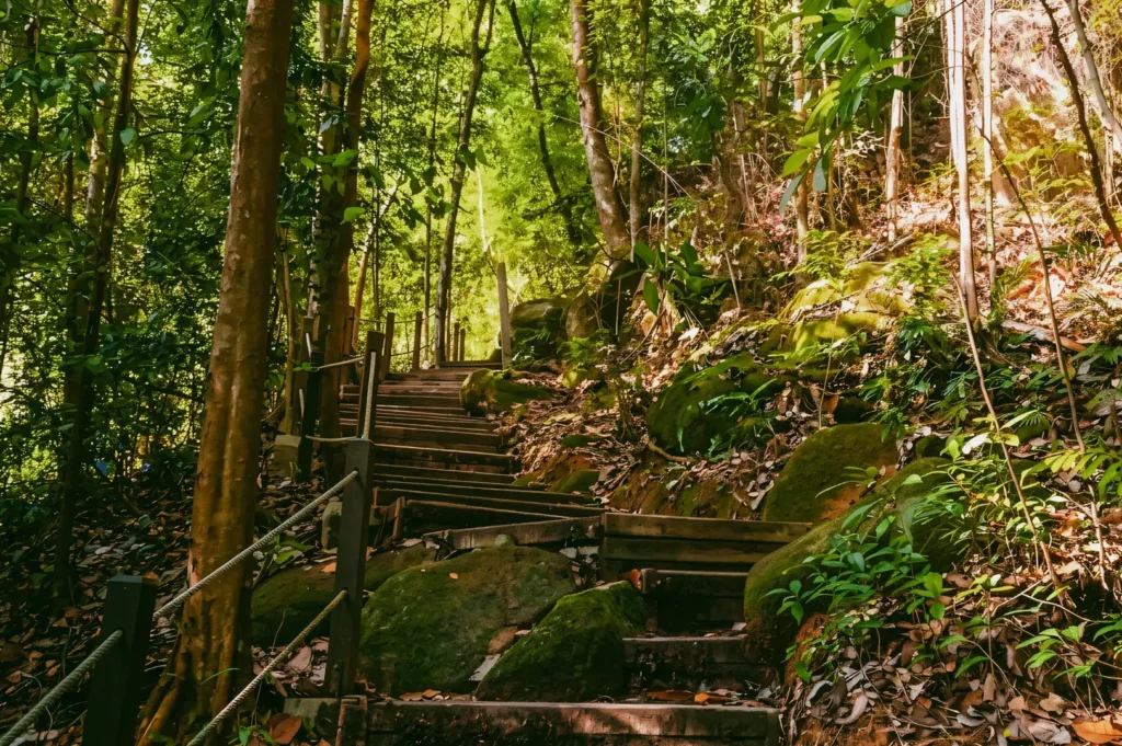 Wide-angle, eye-level shot of a forest stair trail in Bukit Timah Nature Reserve, Singapore, with wooden steps climbing uphill through dense tropical greenery and large moss-covered rocks.