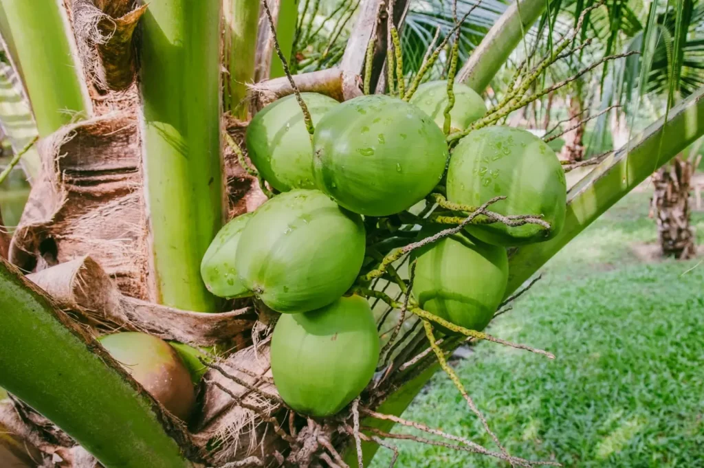 Close-up natural-angle shot of fresh green coconuts growing on a palm tree, referencing Geylang’s agricultural past as a former coconut plantation known as Geylang Kelapa.